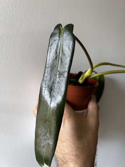 philodendron spiritus sancti