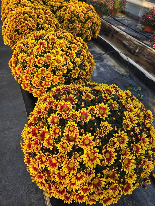 Sprzedam chryzantemy