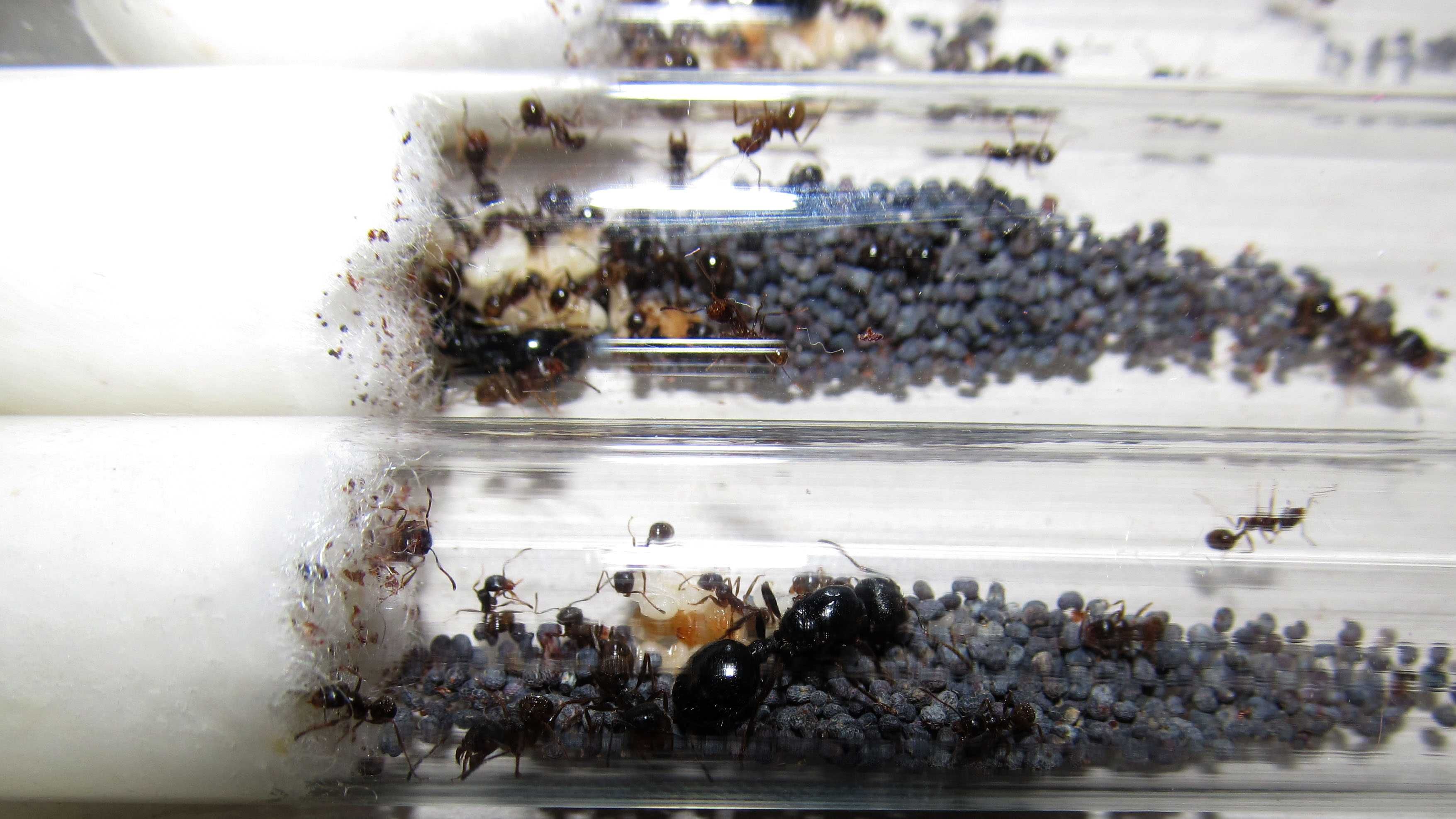 Муравьиная ферма (формикарий) «Anthouse» (черная) + муравьи-жнецы