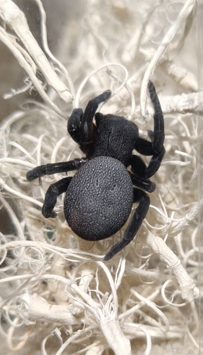 Oferta - ptaszniki oraz pająki właściwie