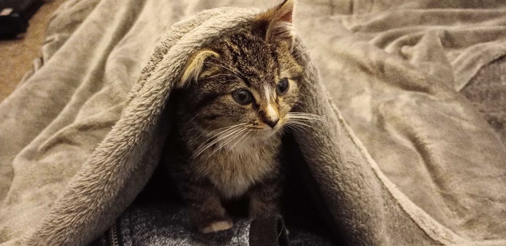 Malutka kicia pilnie szuka nowego domu