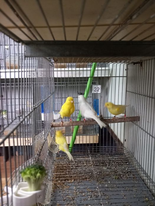 Vendo canários e 2 gaiolas