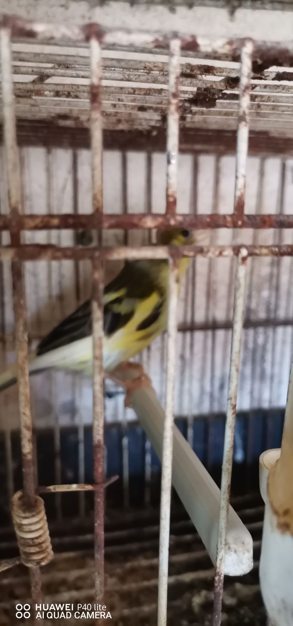 Vendo casal de canários