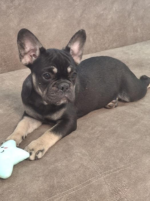 Французький бульдог