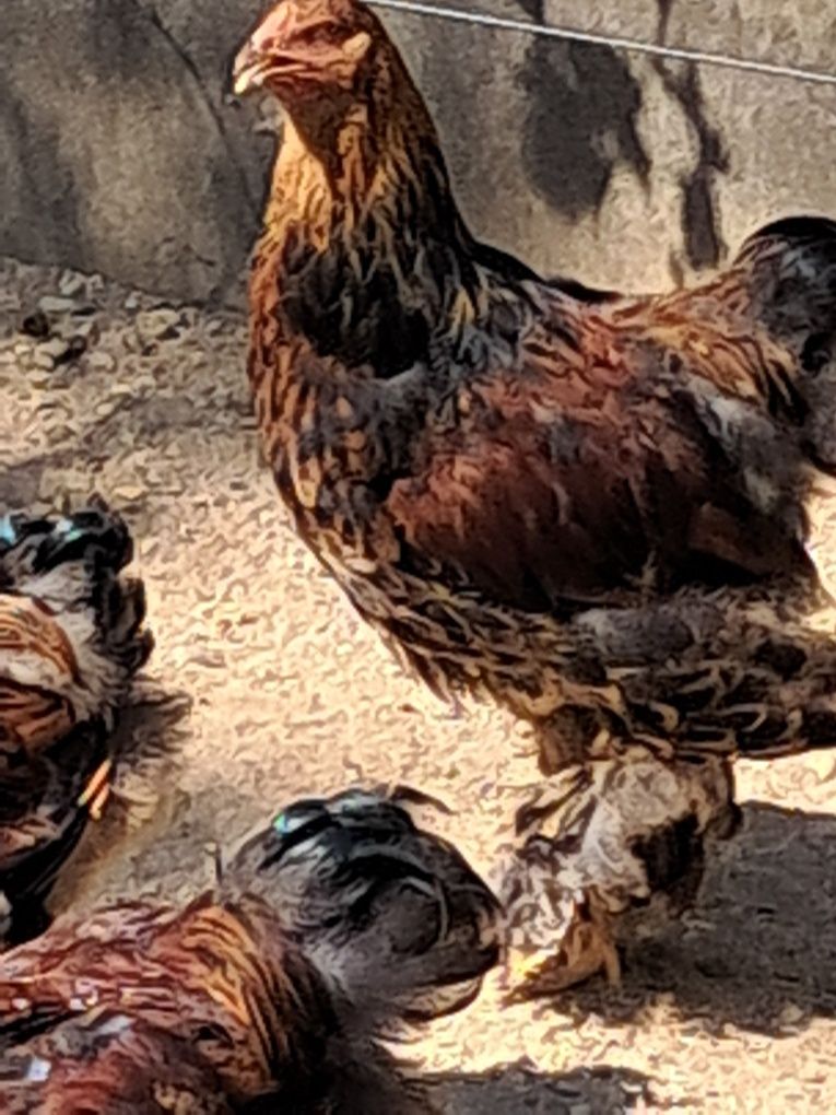 Vendo galos brahama