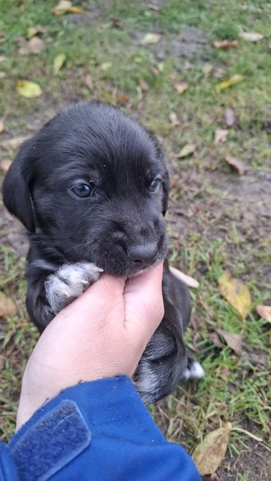 Pieski do oddania- za darmo