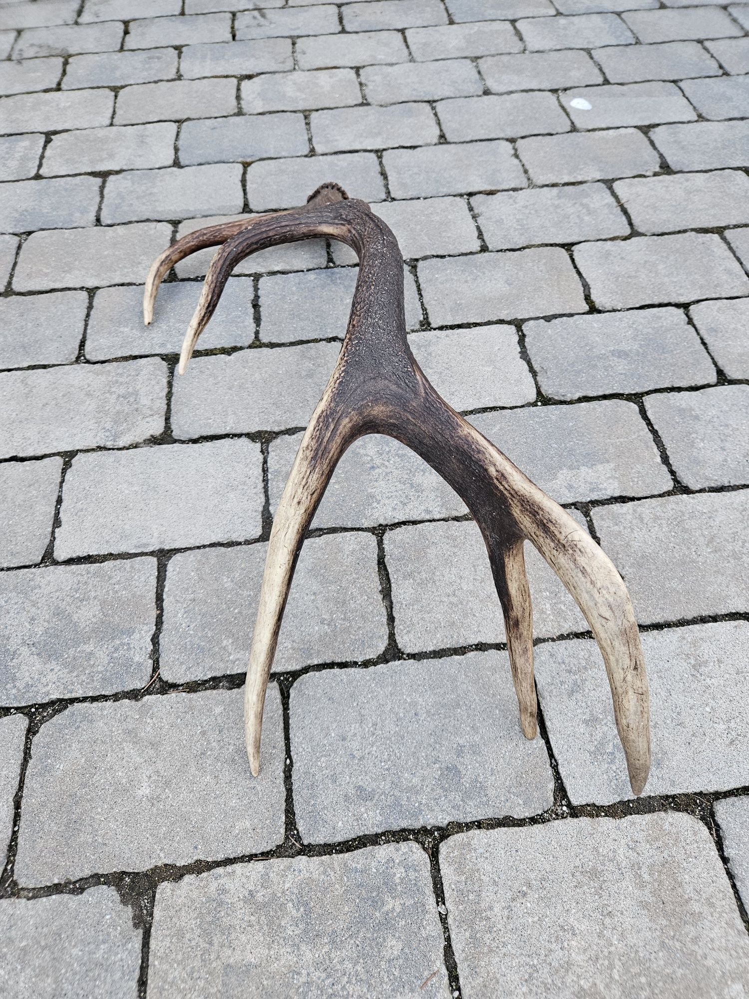 Zrzut jelenia 10tak