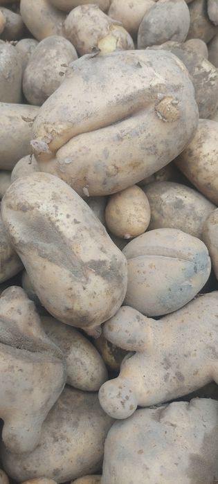 Sprzedam ziemniaki odpadowe paszowe