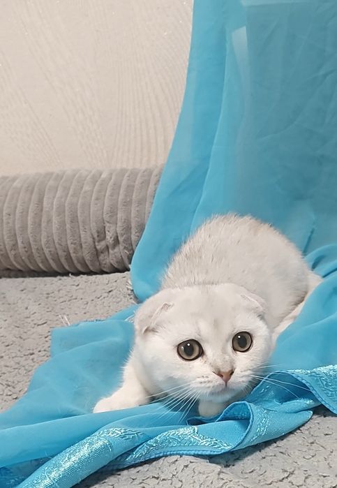 Очень красивые девочка и мальчик серебристые шиншиллы