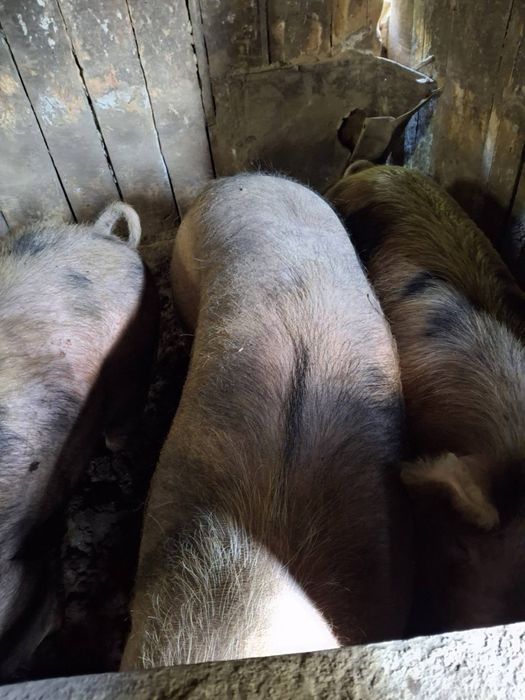 Продам порося мясної породи