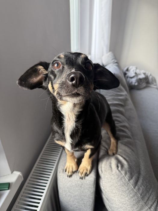 Lusia do adopcji
