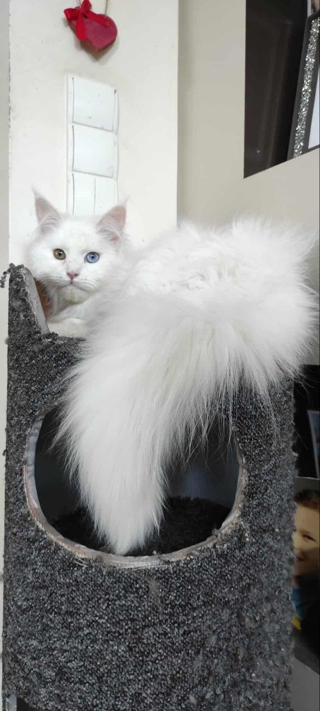 Maine coon Felis Polonia kotka