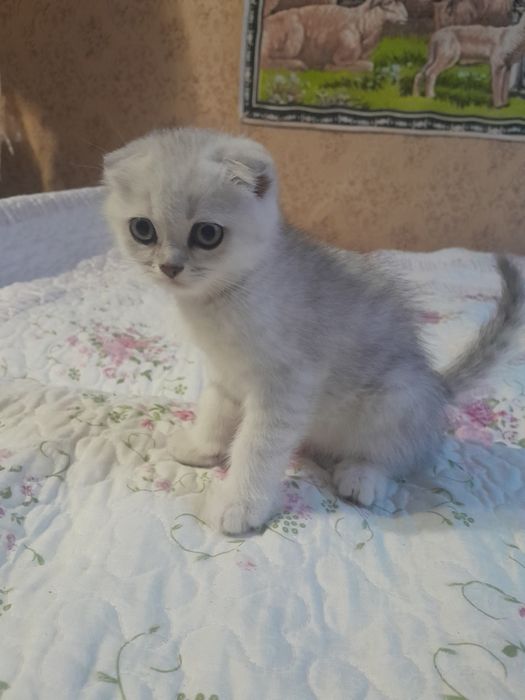 Котята породы серебристая шиншила