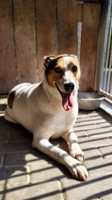 Duster – wyjątkowy pies do spokojnego domu, 5 lat, średniak