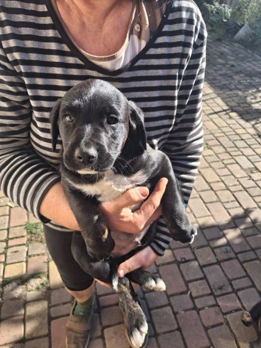 Віддамо в хороші руки цуциків