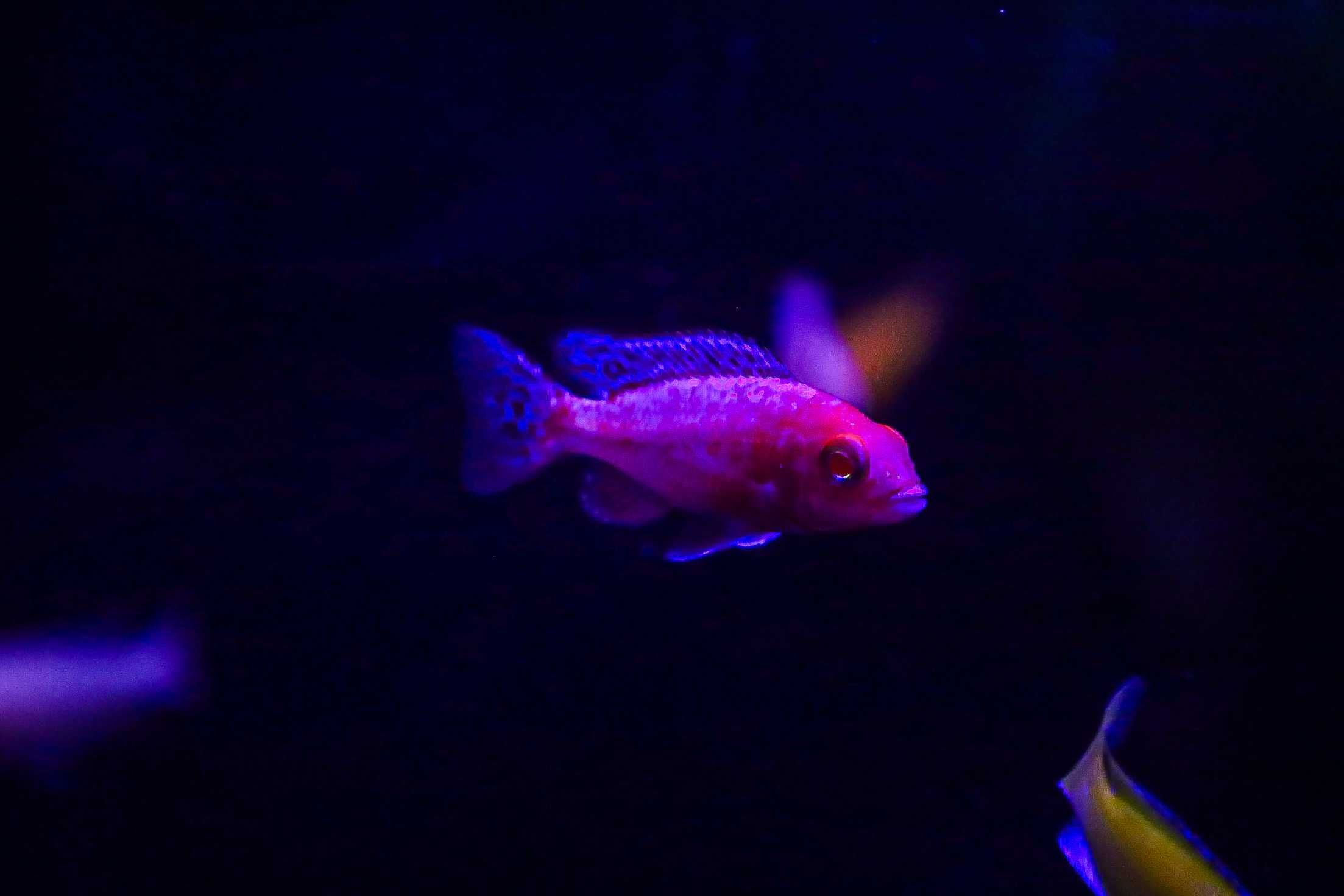 AULONOCARA FIRE FISH - sklep stacjonarny akwarium24.pl
