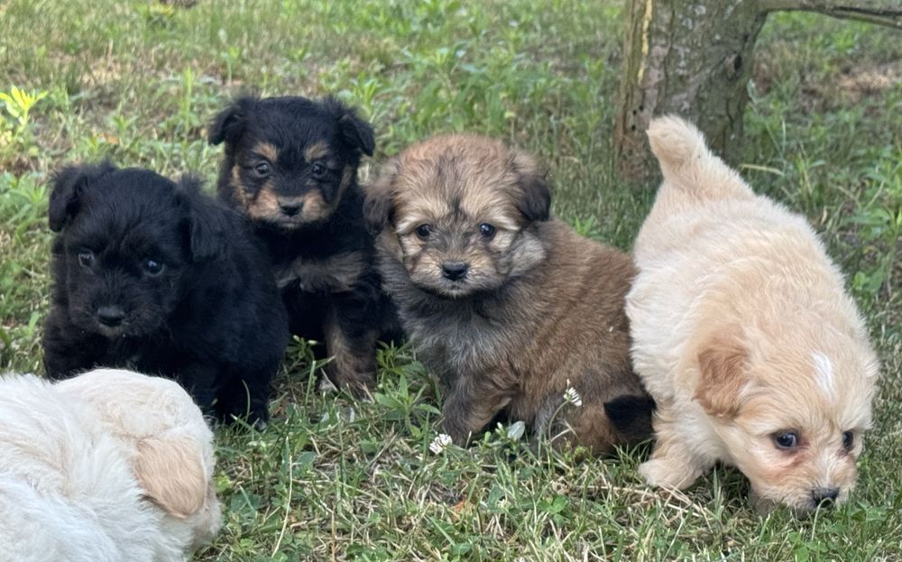 Pomapoo hybryda pudel miniaturowy pomeranian nie maltipoo
