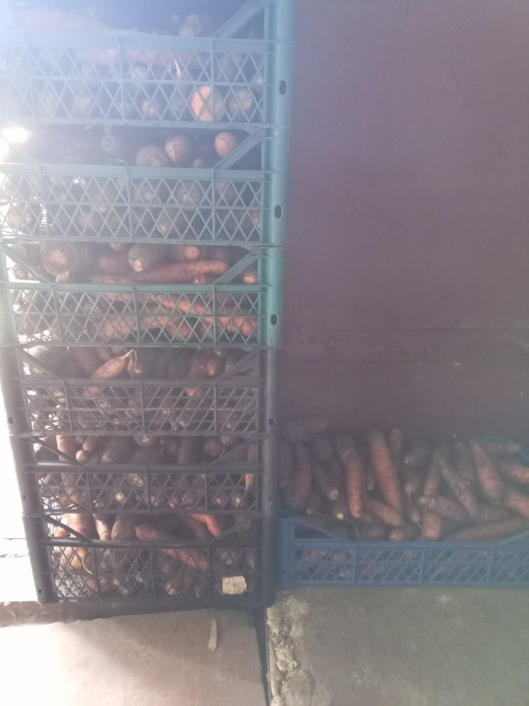 Продам морковь опт роздріб