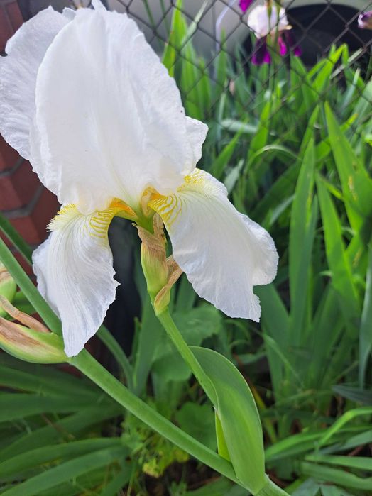 Irys olbrzymi duza sadzonka