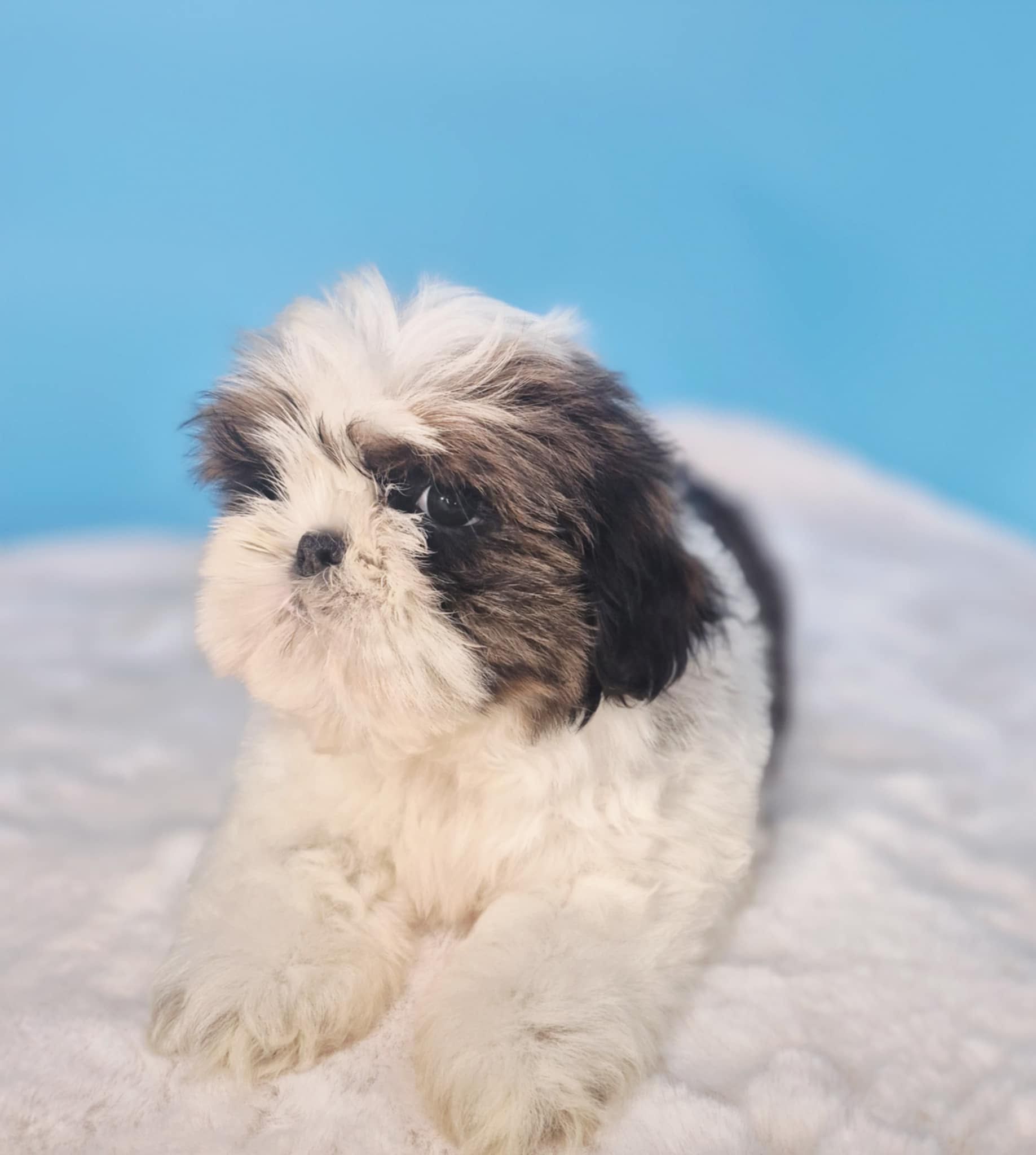 Shih Tzu samiec gotowy do odbioru