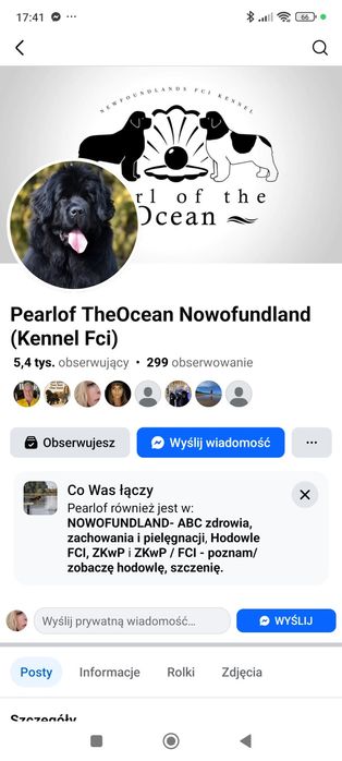 Nowofundland FCI  czarne i biało czarne