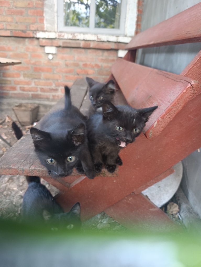 Кошенята в добрі руки