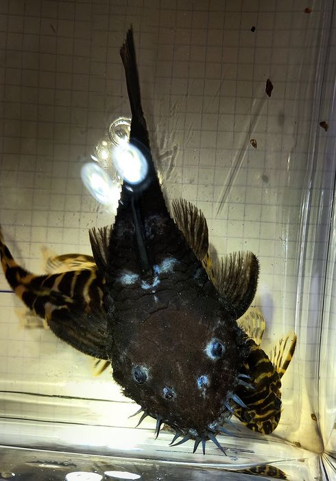 Ancistrus Ranunculus L034