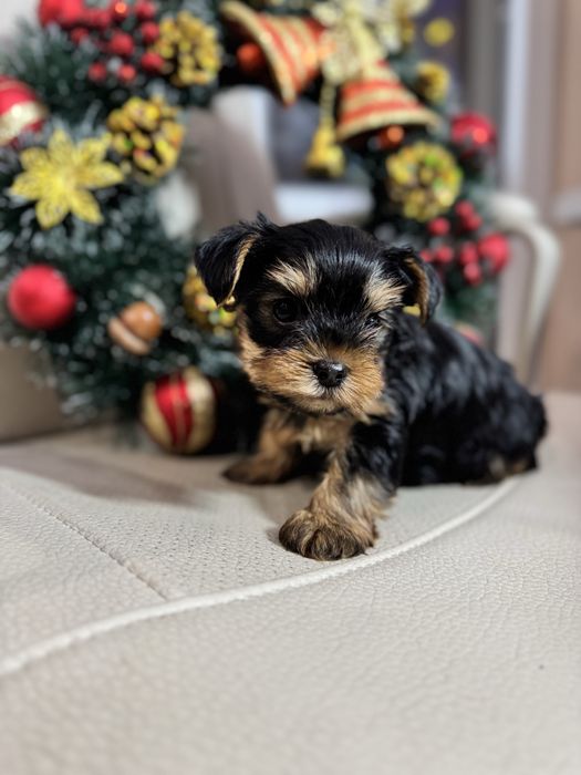 Йоркширський терєр міні