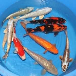 Rybki do oczka Japonskie Karpie koi import