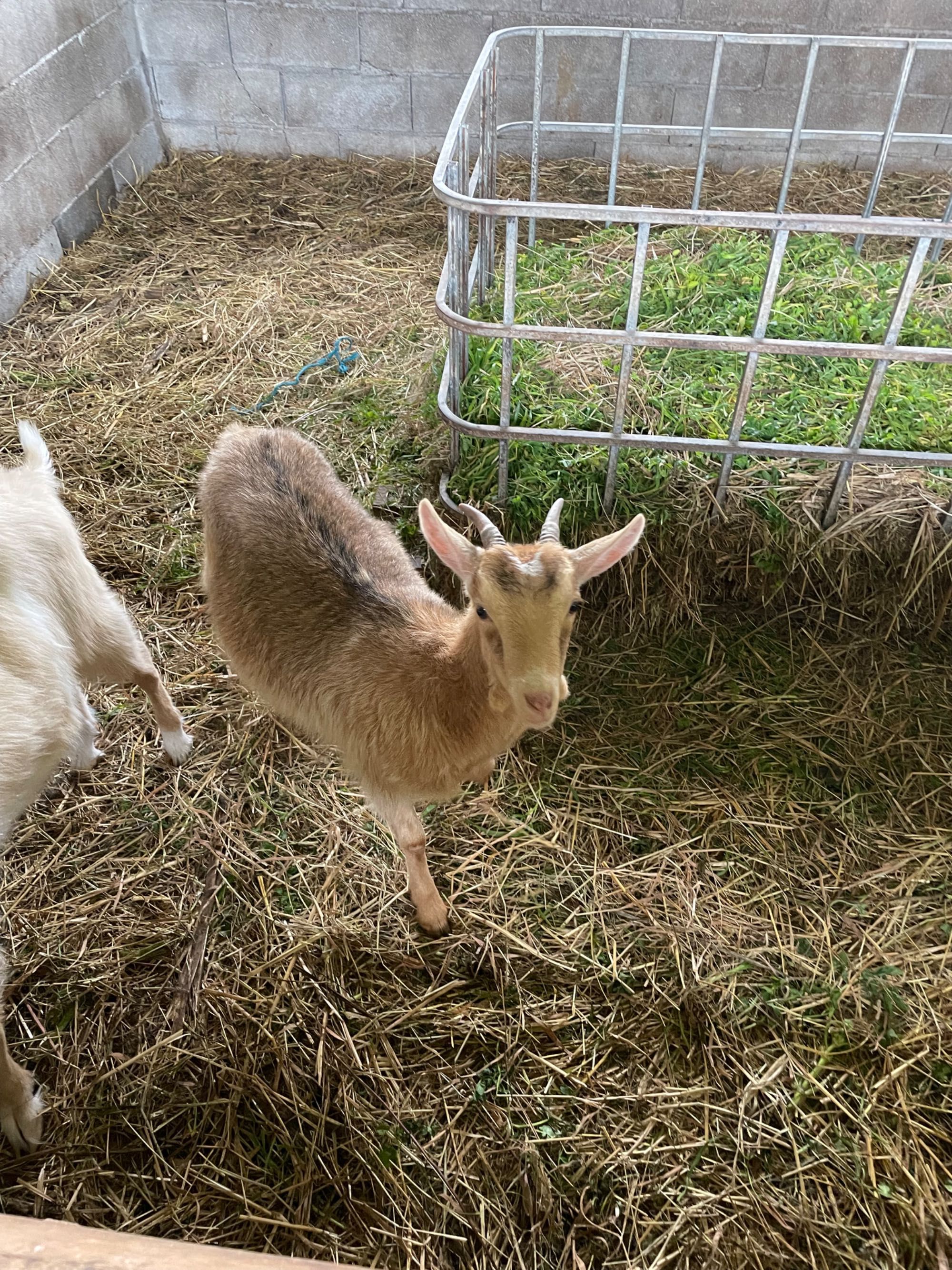 Vende-se cabras.