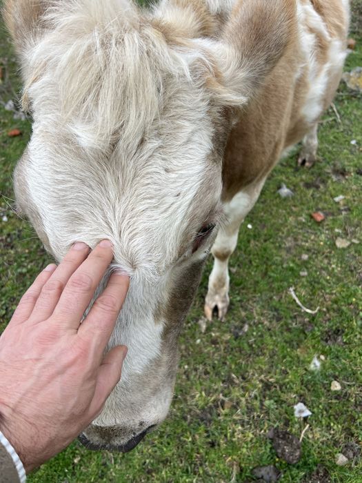 Продаю тільні нетелі червоно рябі від добрих корів