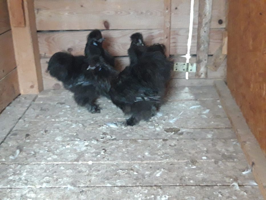 Kury  ozdobne  SILKI  silka  kolor  CZARNE  polecam