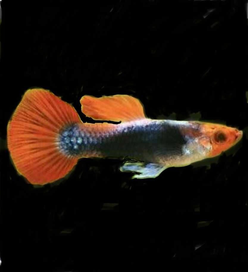 HC Gupik czerwony kapturek tuxedo /koi tuxedo/ samce