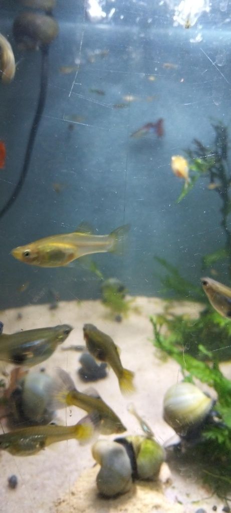 Guppys. Criação própria.