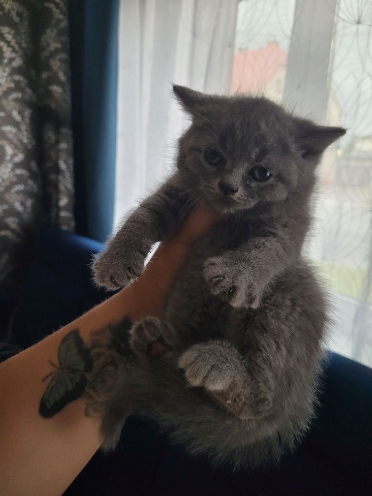 Kot płeć Kocur Oddam