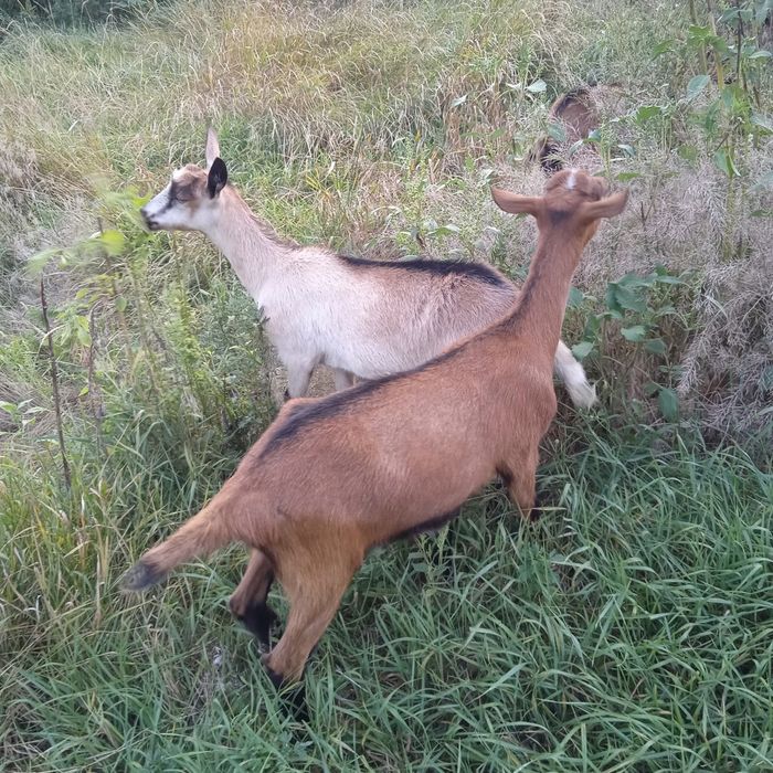 Продам кізоньку-альпійку Камілу