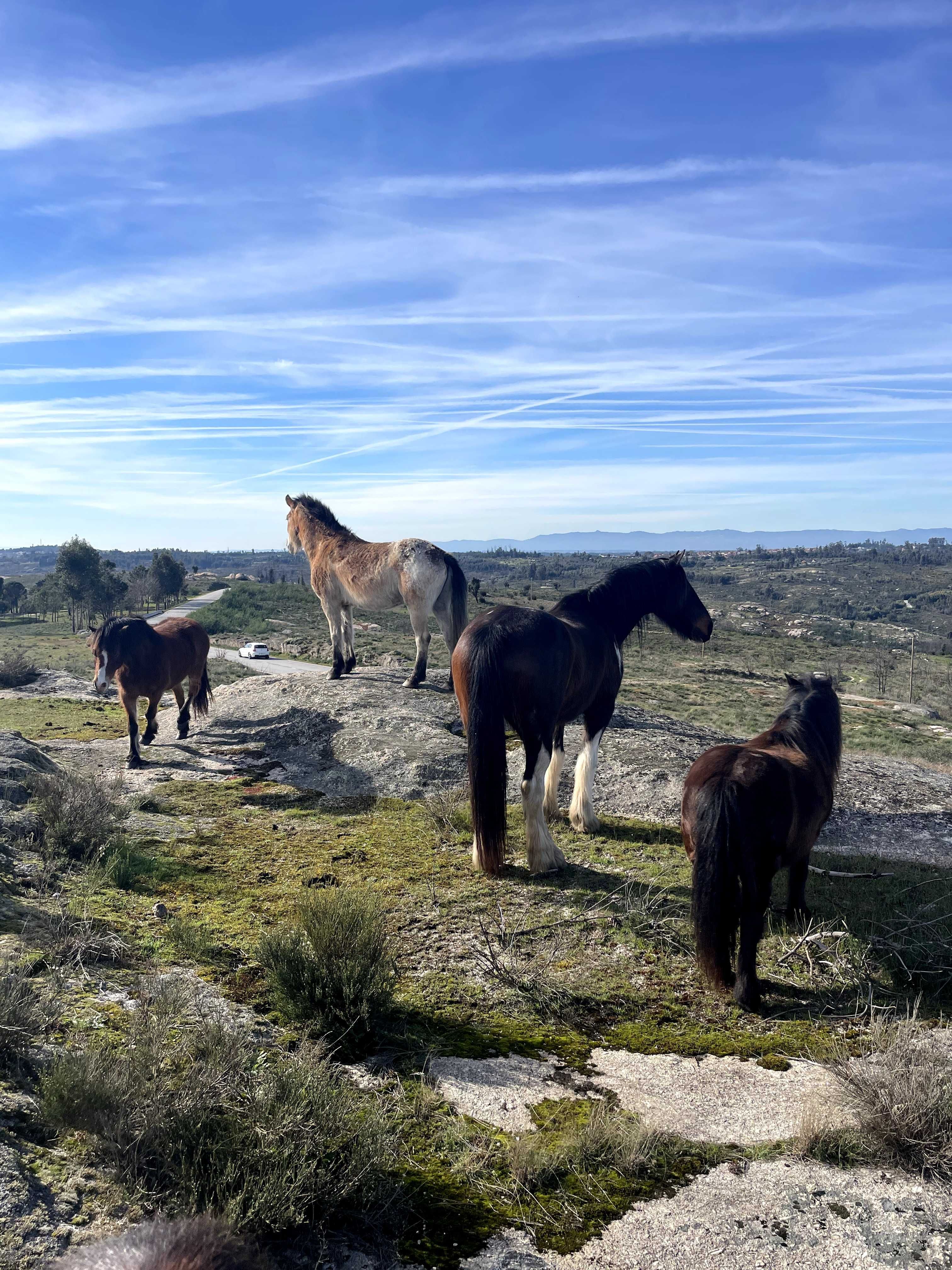 Cavalos a Penso em nosso adorável manada