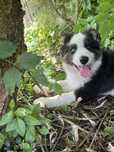 Border Collie disponivel
