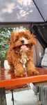 Rodowodowy Piesek Cavapoo  • GOTOWE DO ODBIORU •