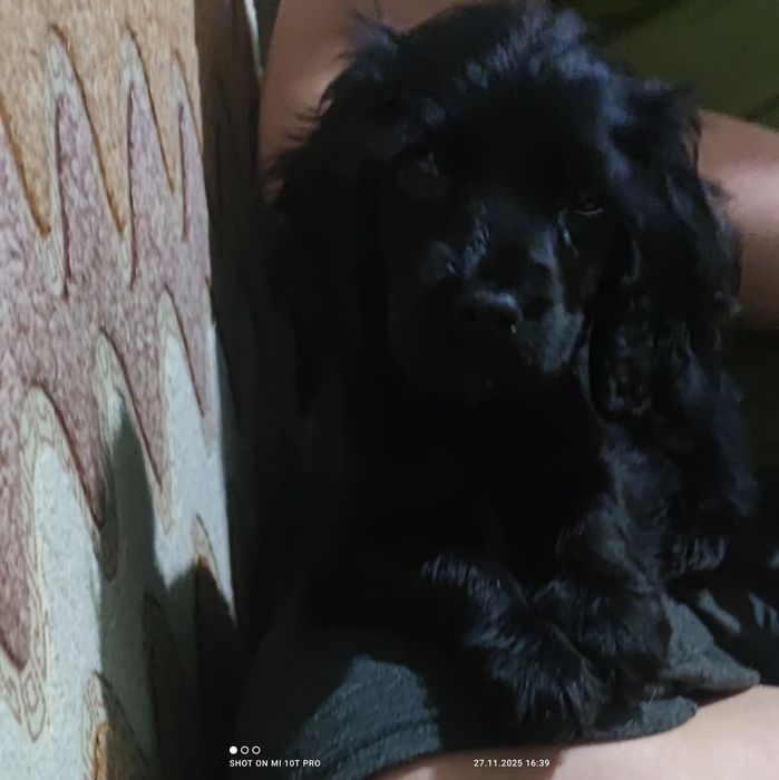 Английский Кокер спаниель