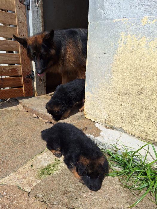 Pastor alemão pêlo comprido