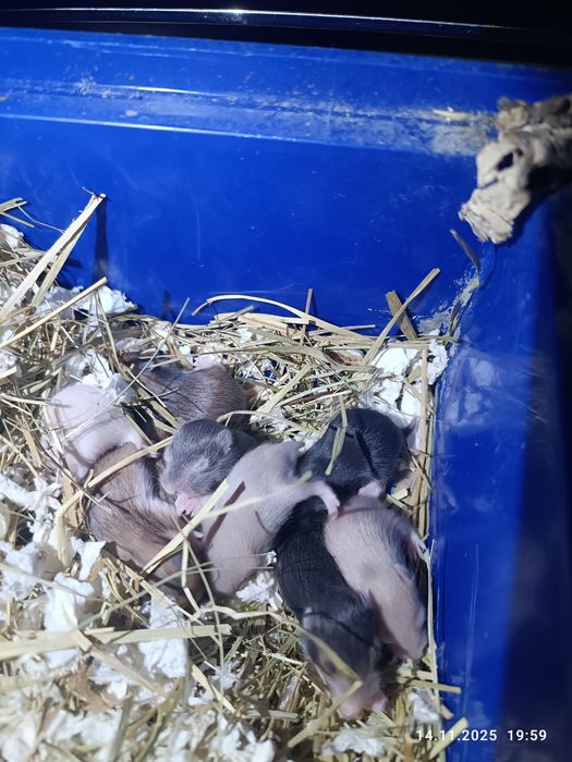 Гризуни в добрі руки