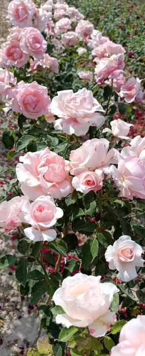 Sprzedam Róże Pienne