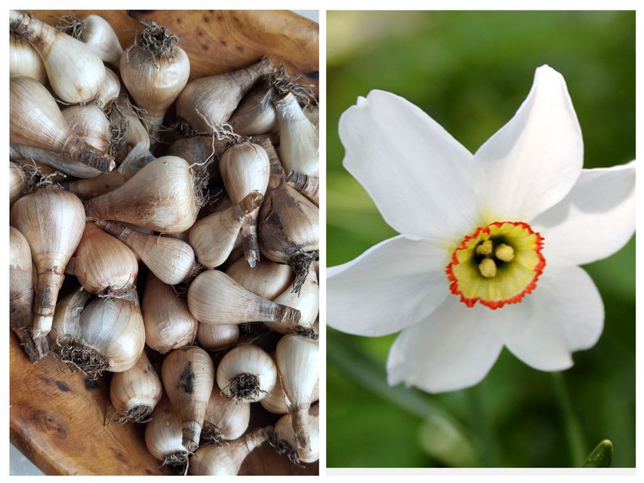 Нарциссы белые луковицы