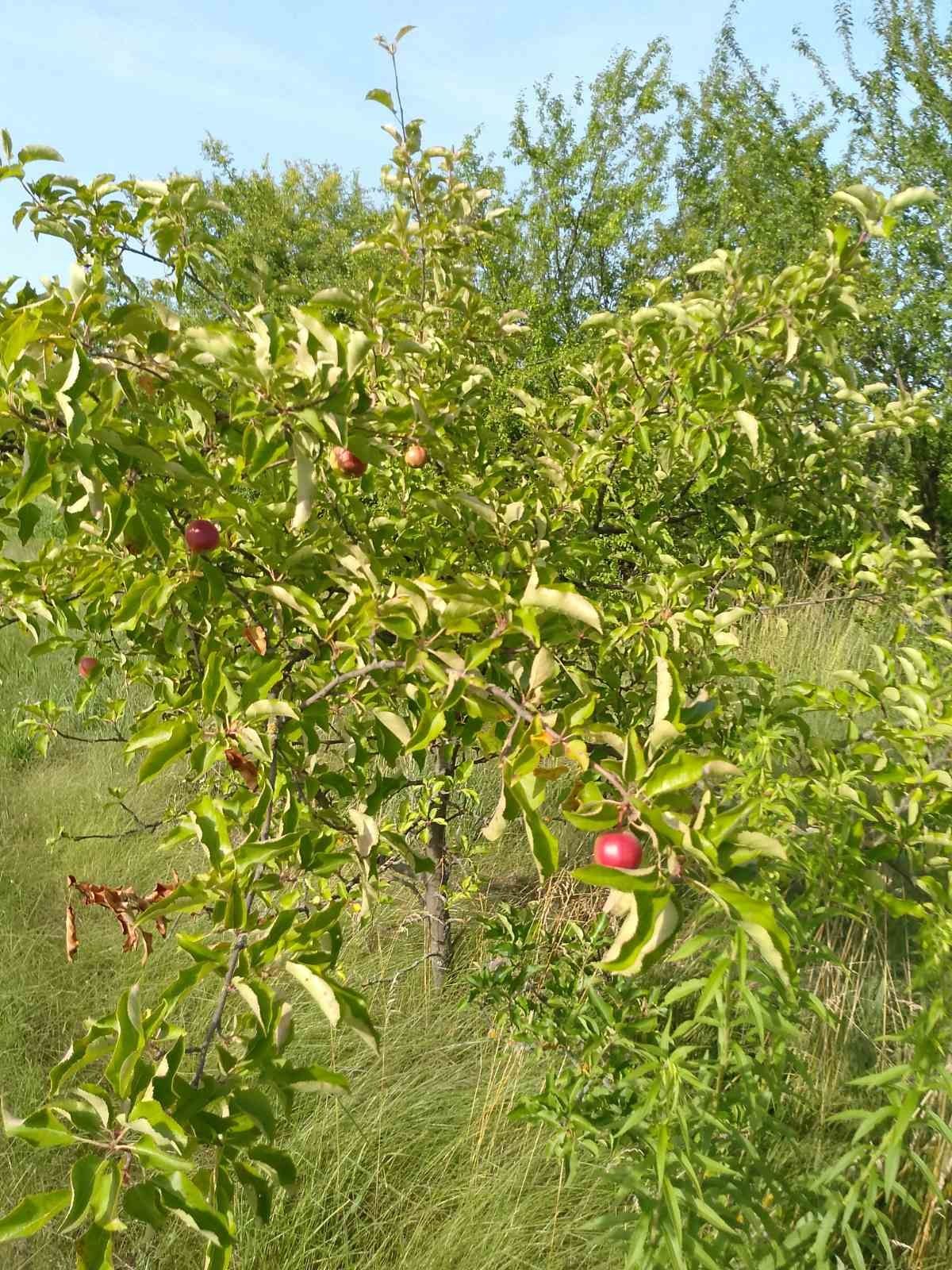 Продам участок с. Рогозів 34 сотки..