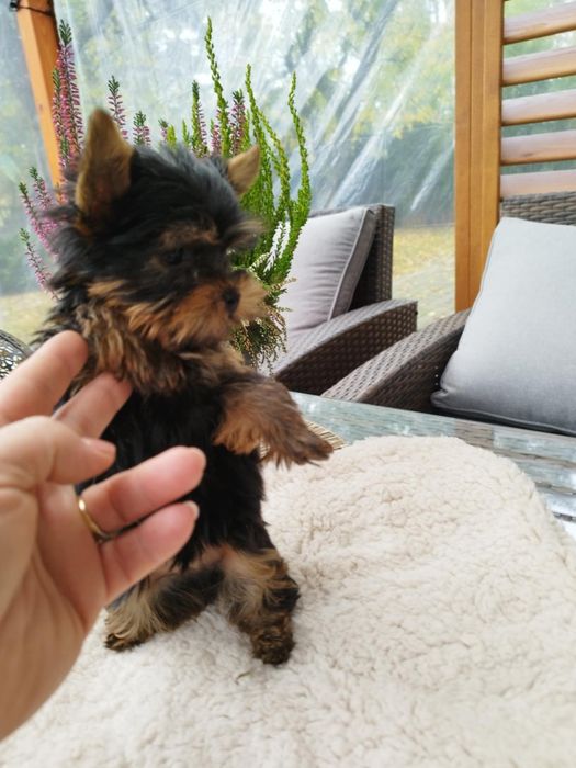 Yorkshire terrier suczka maleństwo