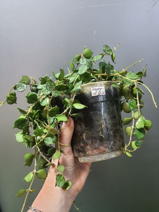 Хойя Куртісі/Глобулоза