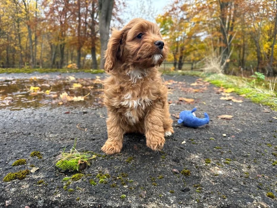 cavapoo szczeniak suczka