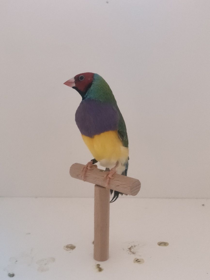 Ultimos machos diamantes gould