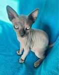 Sphynx canadiano